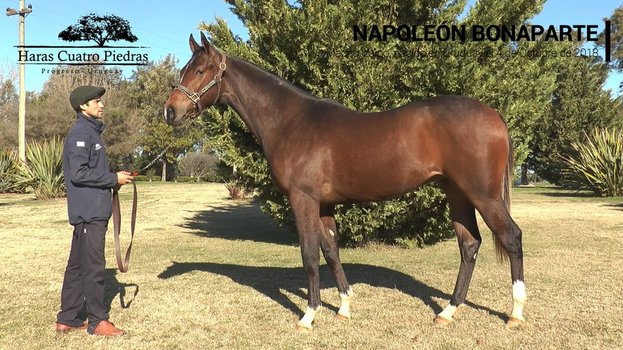 Lote NAPOLEÓN BONAPARTE