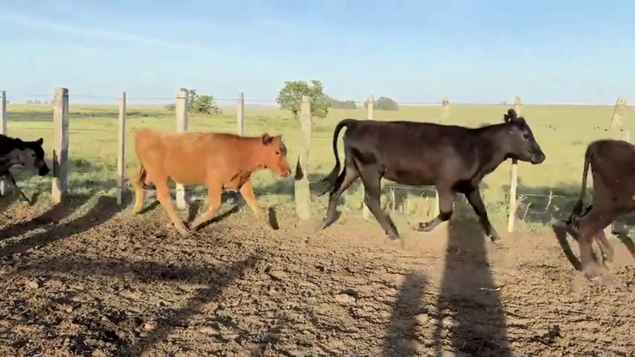 Lote VAQUILLONAS 1 A 2 AÑOS