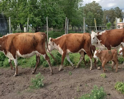Lote (Vendido)6 Piezas de cría 2 HE Y 1 HE X NO a remate en #11 Remate de Pantalla 330kg - , Colonia