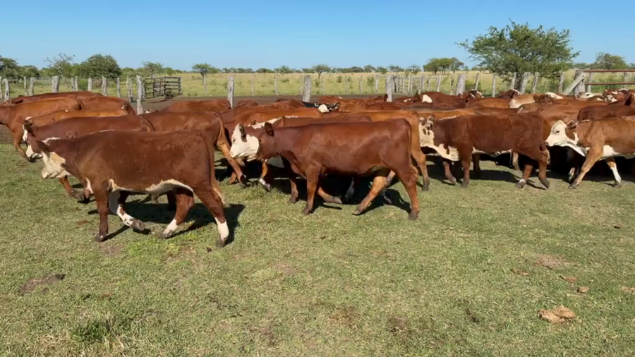 Lote 120 Terneros/as