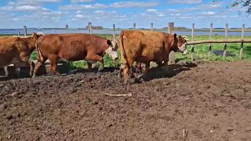 Lote VACAS PREÑADAS