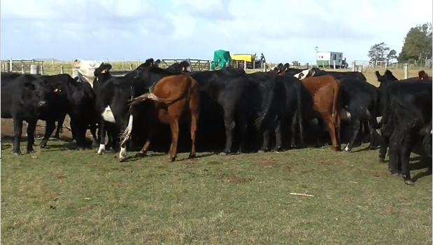 Lote (Vendido)46 Vaquillonas Vacas Preñadas AA - 15,  Her x AA - 16,  RA - 8,  Her x RA - 6,  AA x Nor - 1 a remate en 219˚ Remate Plaza Rural 420kg - , Maldonado