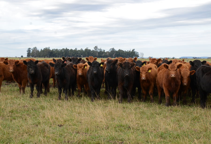 Lote Vientres Para Entorar Generales negras