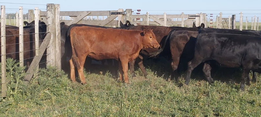 Lote 25 Vaquillonas P/ entorar en Tres Arroyos, Buenos Aires