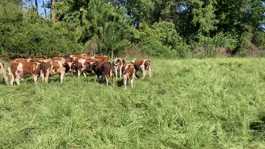 Lote 27 Ternero en Purranque, X Región Los Lagos