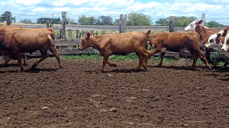 Lote 65 Terneros/as