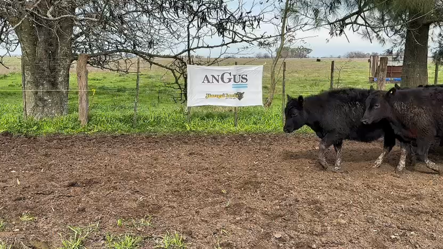 Lote 24 Terneros