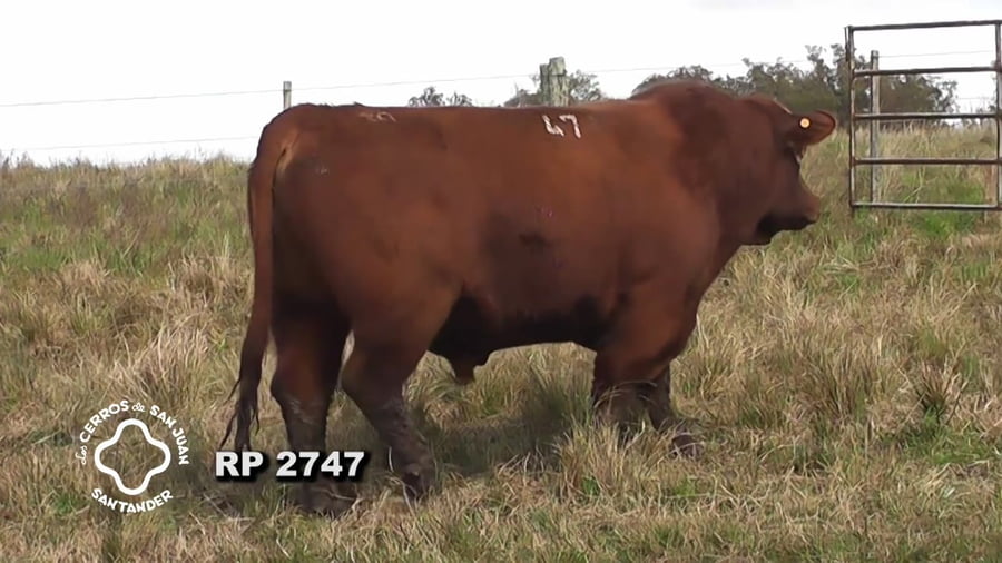 Lote Toro Red Angus SA de 3 años