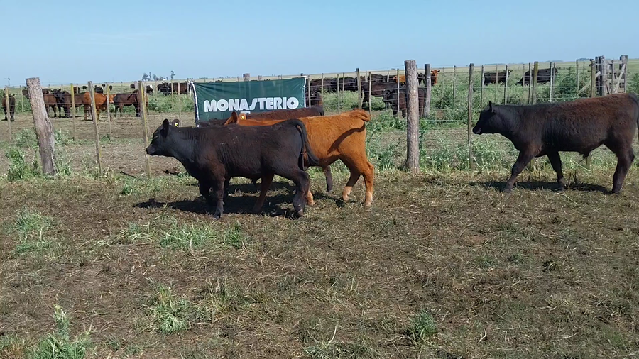 Lote 21 Terneros en Arboledas