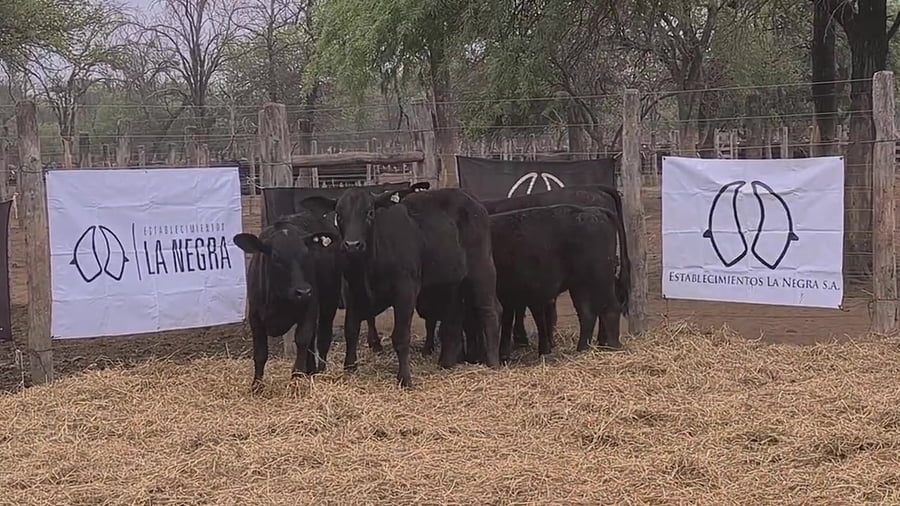 Lote Ternera
