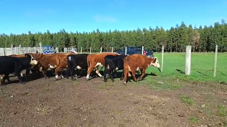 Lote 15 Vaca a remate en Pantalla Camy 365kg - , San José