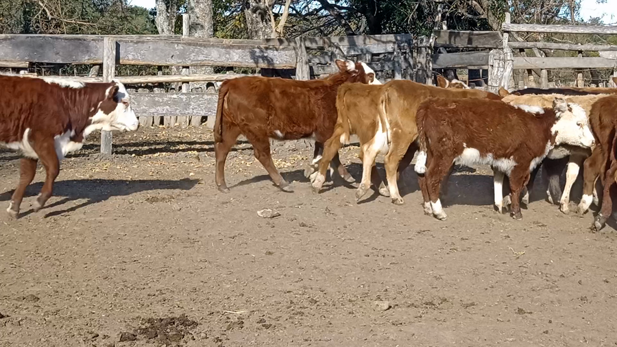 Lote 70 Terneros/as