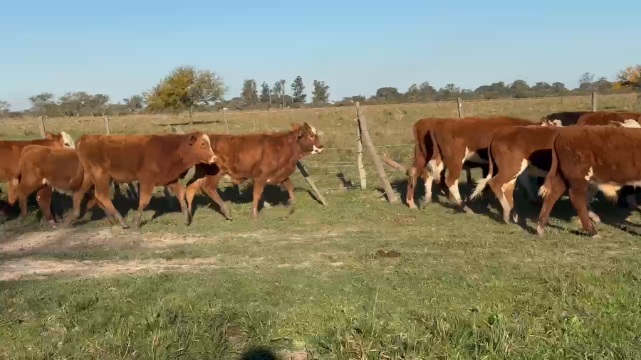 Lote 75 Terneros/as en Corrientes, Paso de Los Libres