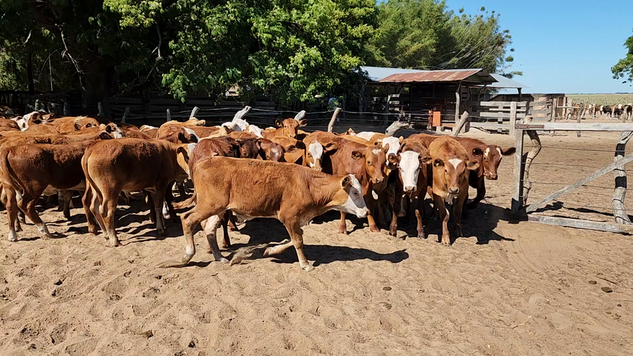 Lote 110 Terneros/as en San Roque, Corrientes