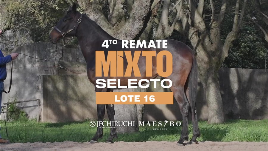 Lote BLACK JUANITA