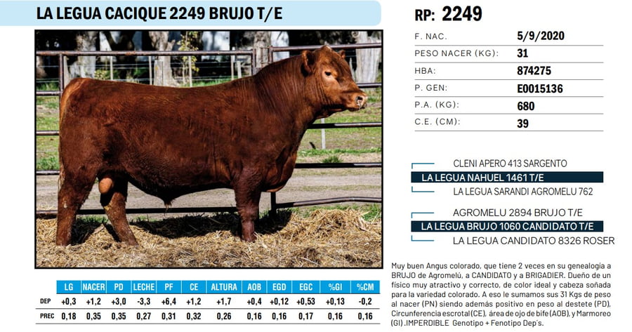 Lote TOROS ANGUS PP