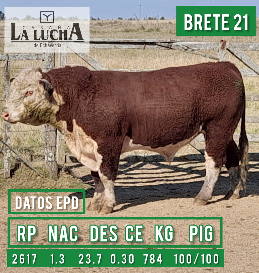 Lote TOROS POLLED HEREFORD PI
