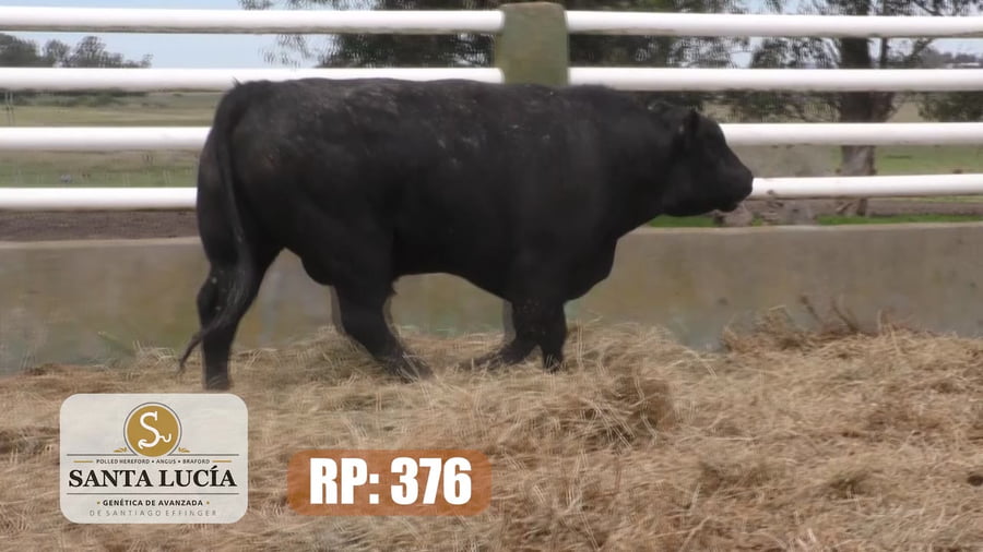 Lote Angus