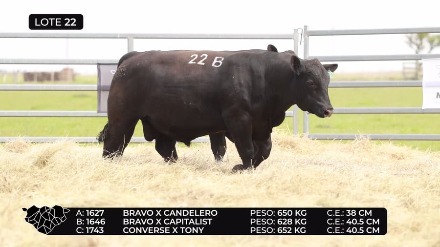 Lote Lote 22