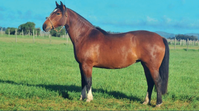 Lote CAÑADA NUVENCITA