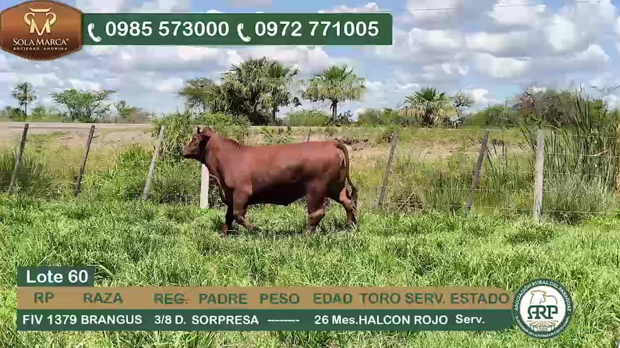 Lote Hembras BRANGUS a remate en 34º Feria especial de reproductores e invernada, Ñeembucú