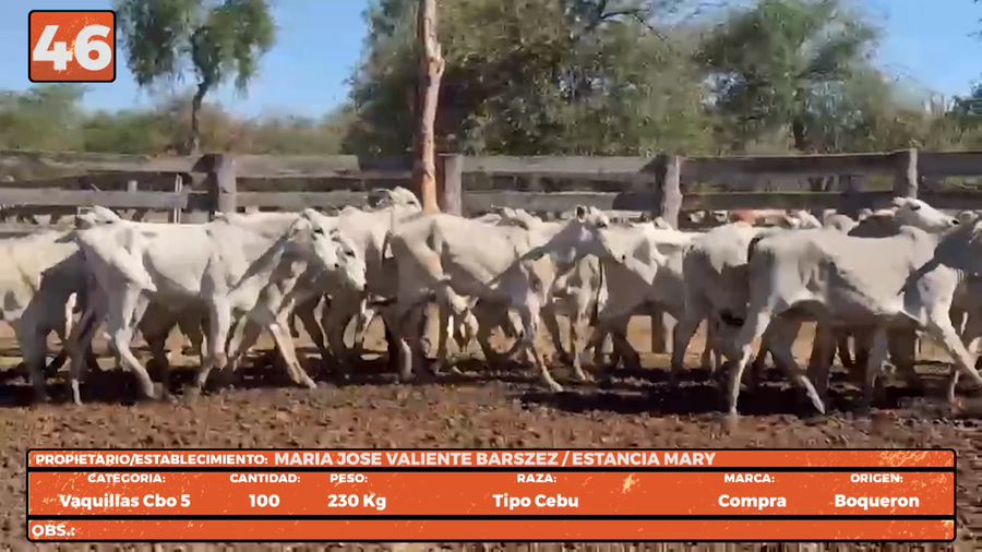 Lote LOTE 46