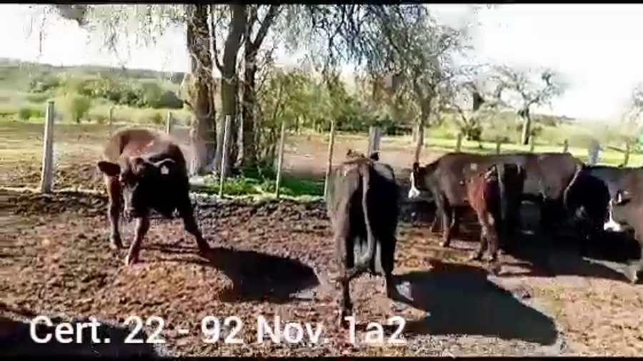 Lote NOVILLOS DE 1 A 2