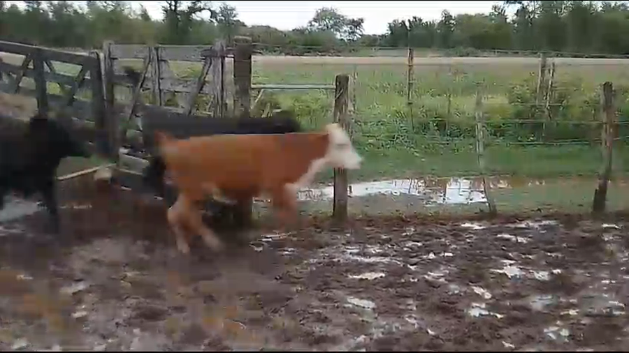 Lote 82 Terneros en Los Juríes, Santiago del Estero