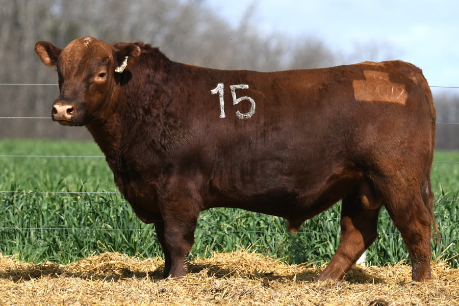 Lote TORO ANGUS PC