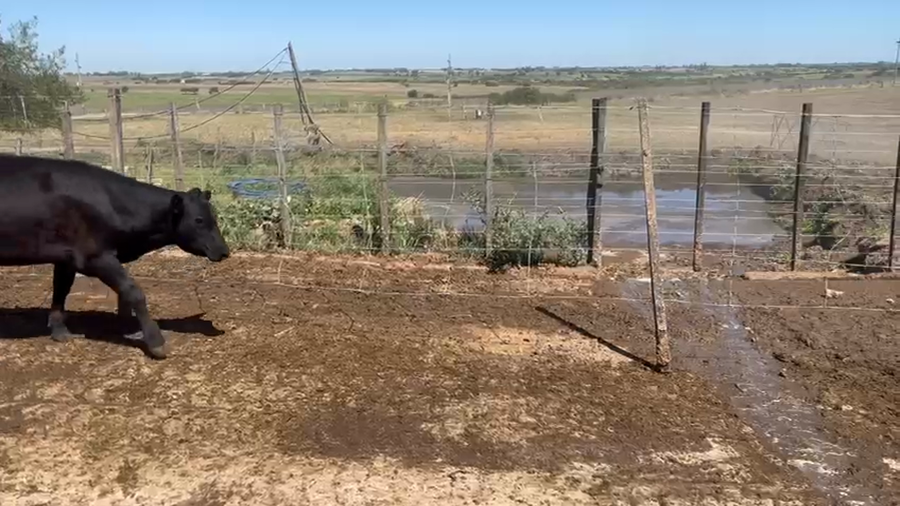 Lote 13 Terneros a remate en Ultima pantalla del año - Escritorio Camy, San José