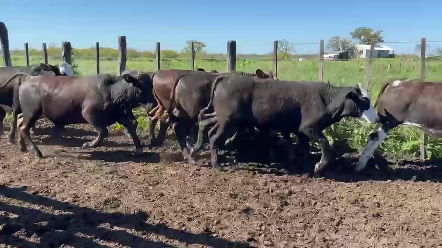 Lote 70 Terneros en Villa Paranacito