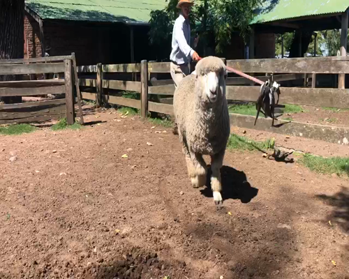 Lote 1 Borregos en Cerro Largo, Cerro Largo