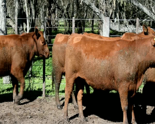Lote VAQUILLONAS ANGUS COL.INSEMINADA MAS