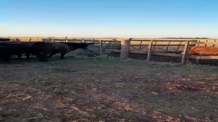 Lote 20 Terneros/as en Benito Juarez