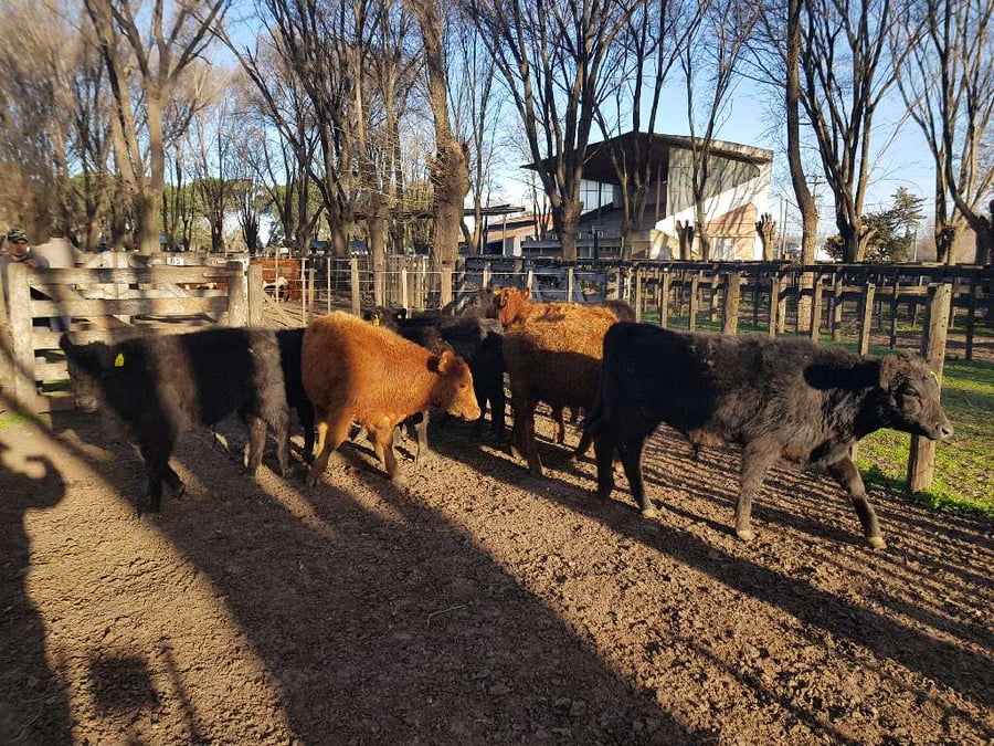 Lote 10 Terneros en Gral. Lamadrid, Buenos Aires