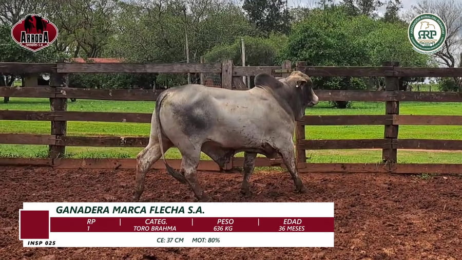 Lote TORO BRAHMAN