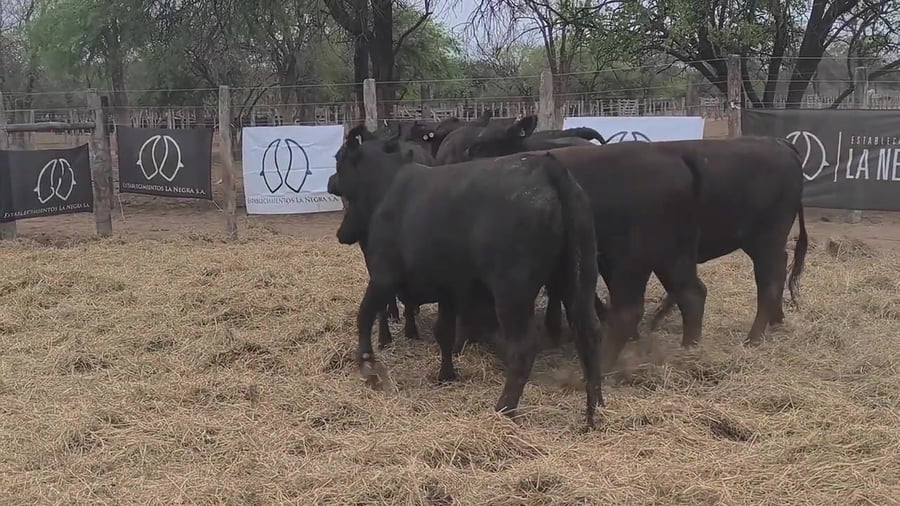 Lote Vaquillona preñada