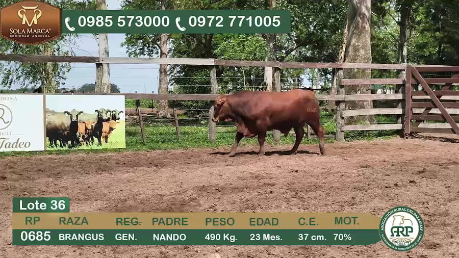 Lote Toros BRANGUS a remate en 34º Feria especial de reproductores e invernada, Ñeembucú