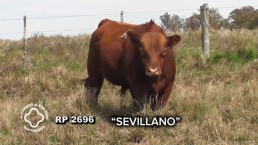 Lote Toro Red Angus SA de 3 años
