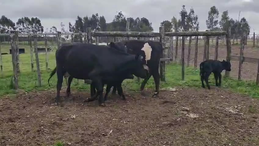 Lote 2 Vaquillonas  a remate en Pantalla Camy 550kg - , San José