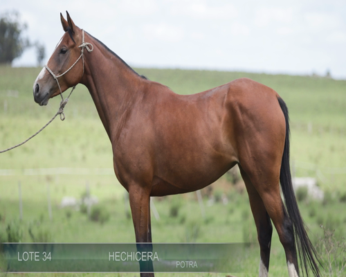 Lote HECHICERA