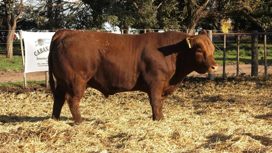 Lote TOROS PUROS CONTROLADOS