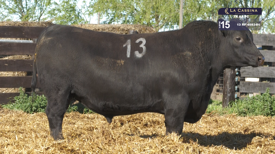 Lote TOROS ANGUS PURO CONTROLADO