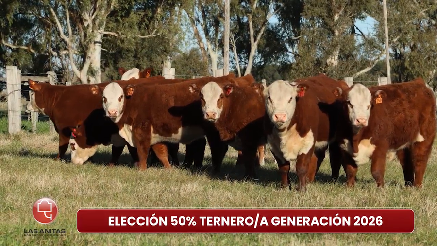 Lote Eleccion 50% Macho/Hembra