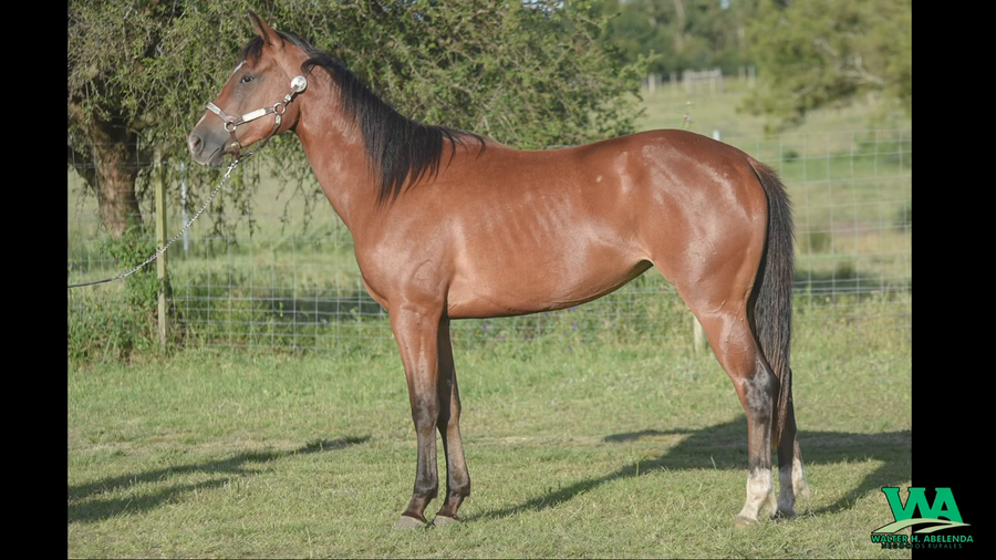 Lote RT DUBAI ROOSTER