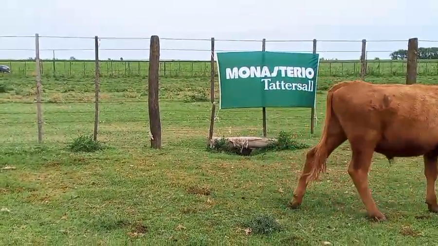 Lote 59 Novillitos en Pahuajó