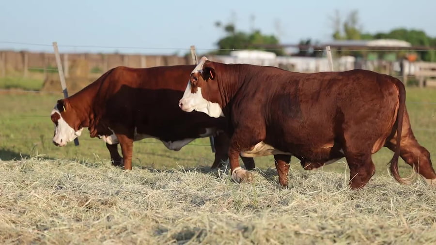 Lote Vaquillonas Braford -  Preñadas - Cabaña El Cambio