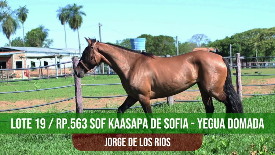Lote SOF KAASAPA DE SOFIA