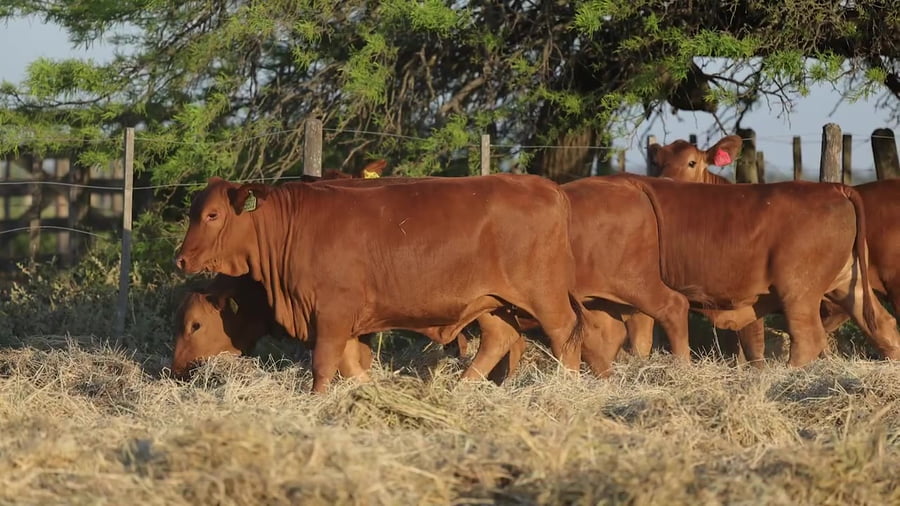 Lote Terneras Brangus Controladas - Cabaña Los Guasunchos