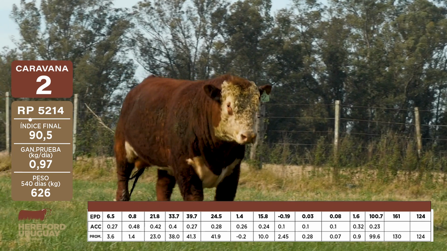 Lote Caravana 2 "German Morixe"